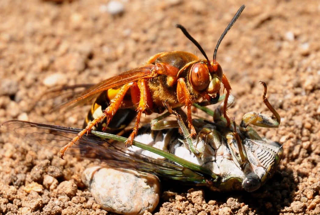 Cicada killer